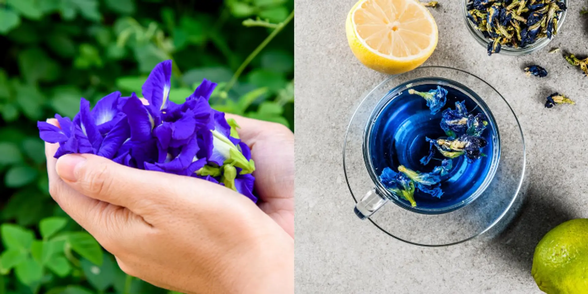The brew that cheers: Here’s why tea is the best beverage for good health, energy and brainpower