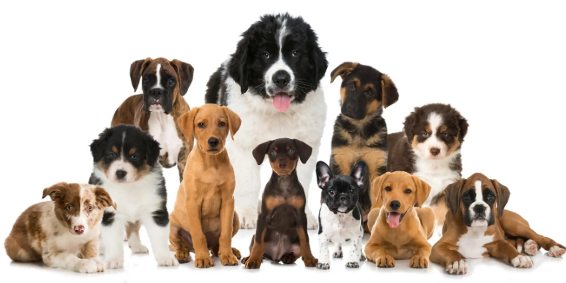This International Dog Day, save a stray with The Woof Roof or curate a special box for your beloved pet from thedogbox.in