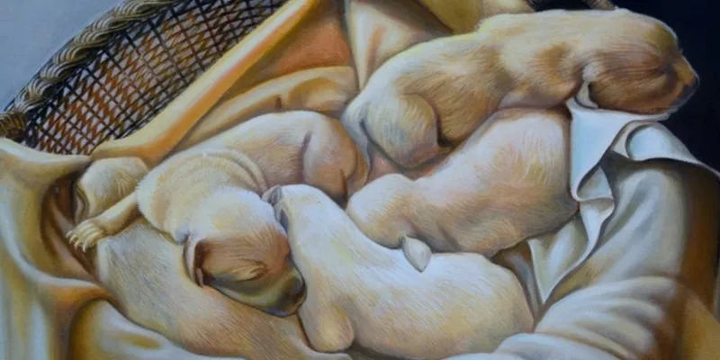 New Born Puppies 