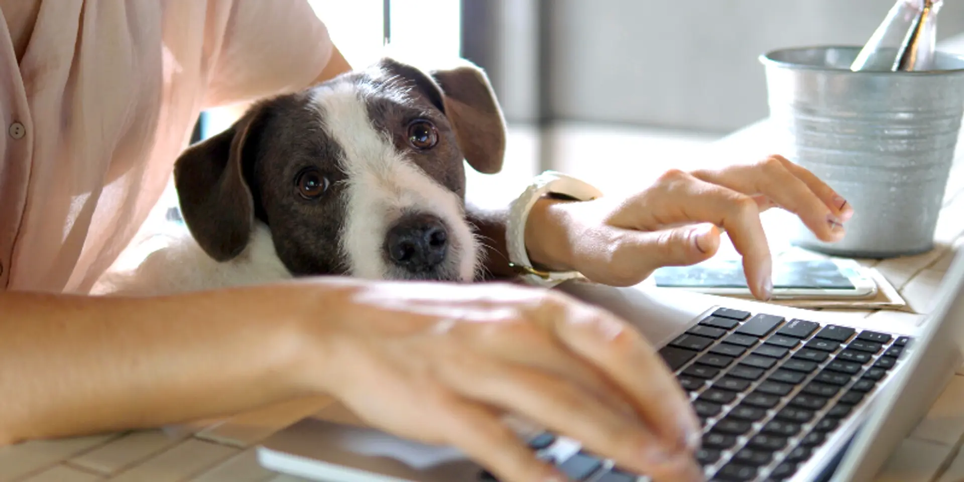 Pet guide: Here’s how to take care of your pets during the COVID-19 lockdown