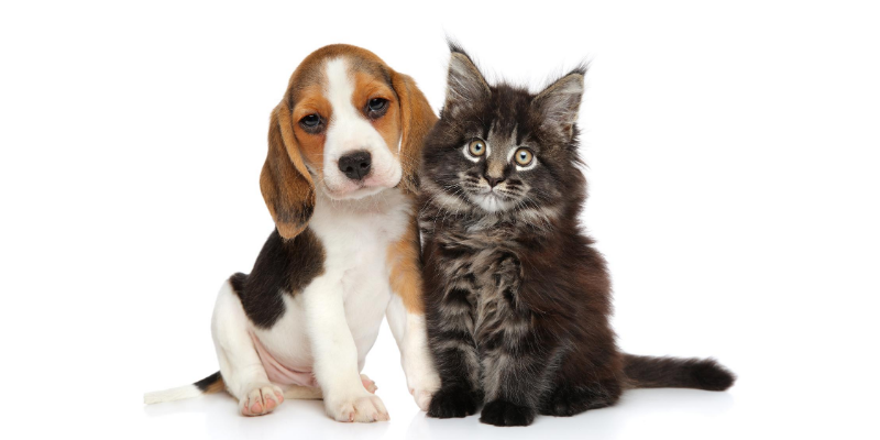 Thriving in the dynamic world of pet care with innovation and agility
