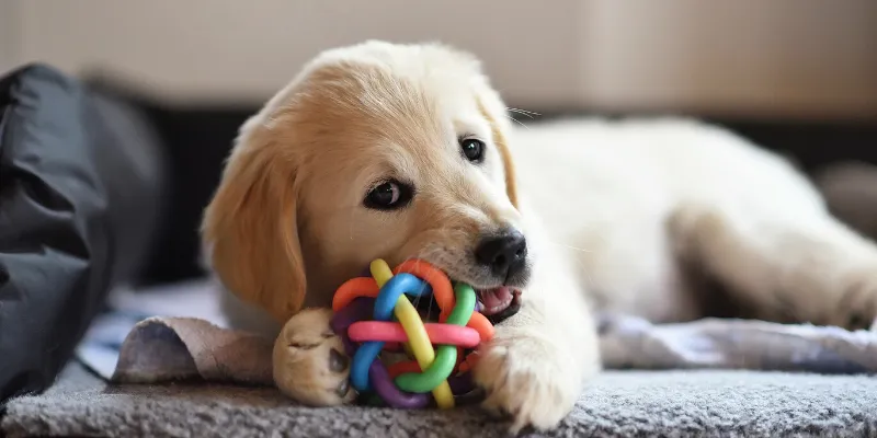 Puppy Playing Indoors.