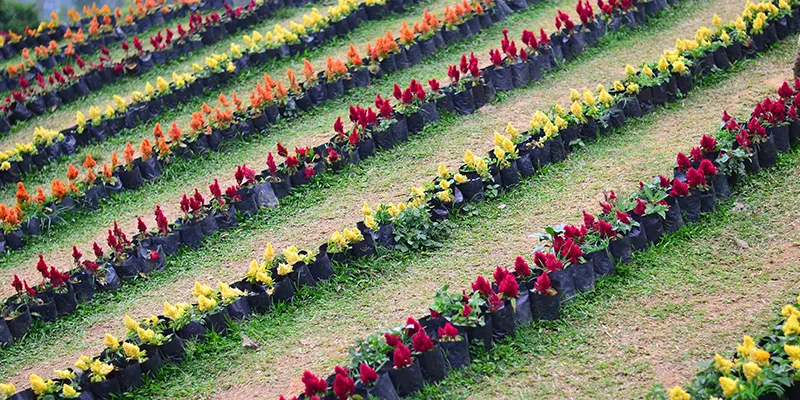 Rosegarden Munnar