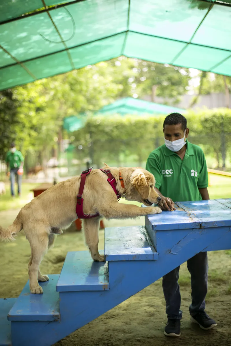 DCC Animal Hospital