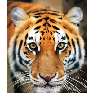 The Ranthambore Royal Tour Safari logo