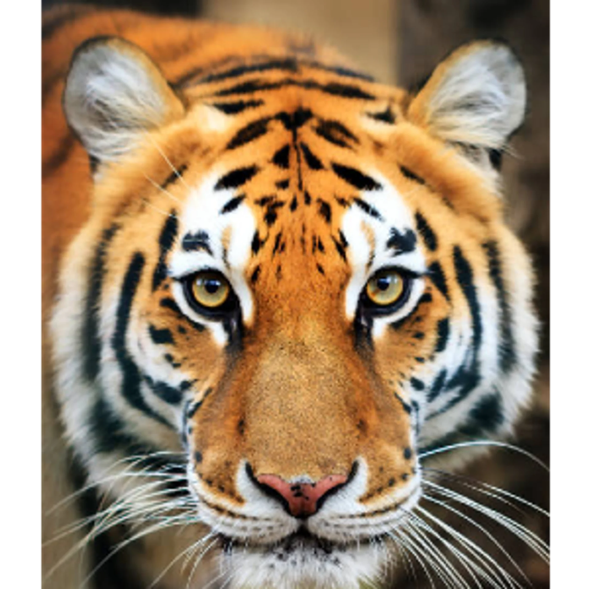 The Ranthambore Royal Tour Safari