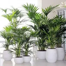 Outdoor & Indoor plants