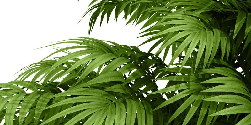 ‍Areca plant used to make eco-friendly plates (for representation purpose only). Image: Shutterstock