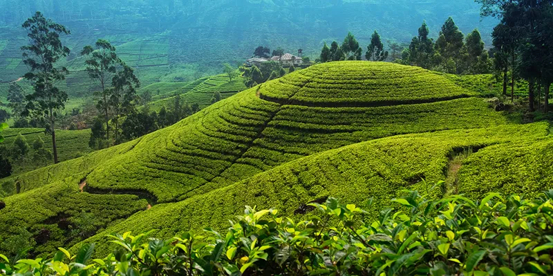 Beautiful valleys and meadows are part of the landscape of Nuwara Eliya