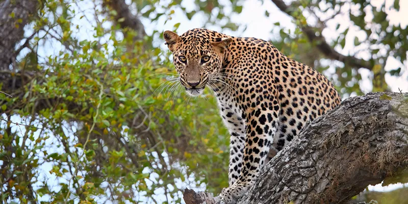 The leopard is the star attraction of Yala National Park