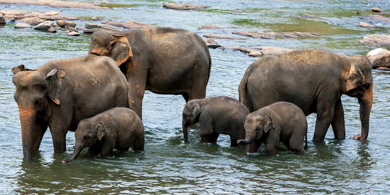 The elephants in Pinnawala are a big draw for tourists