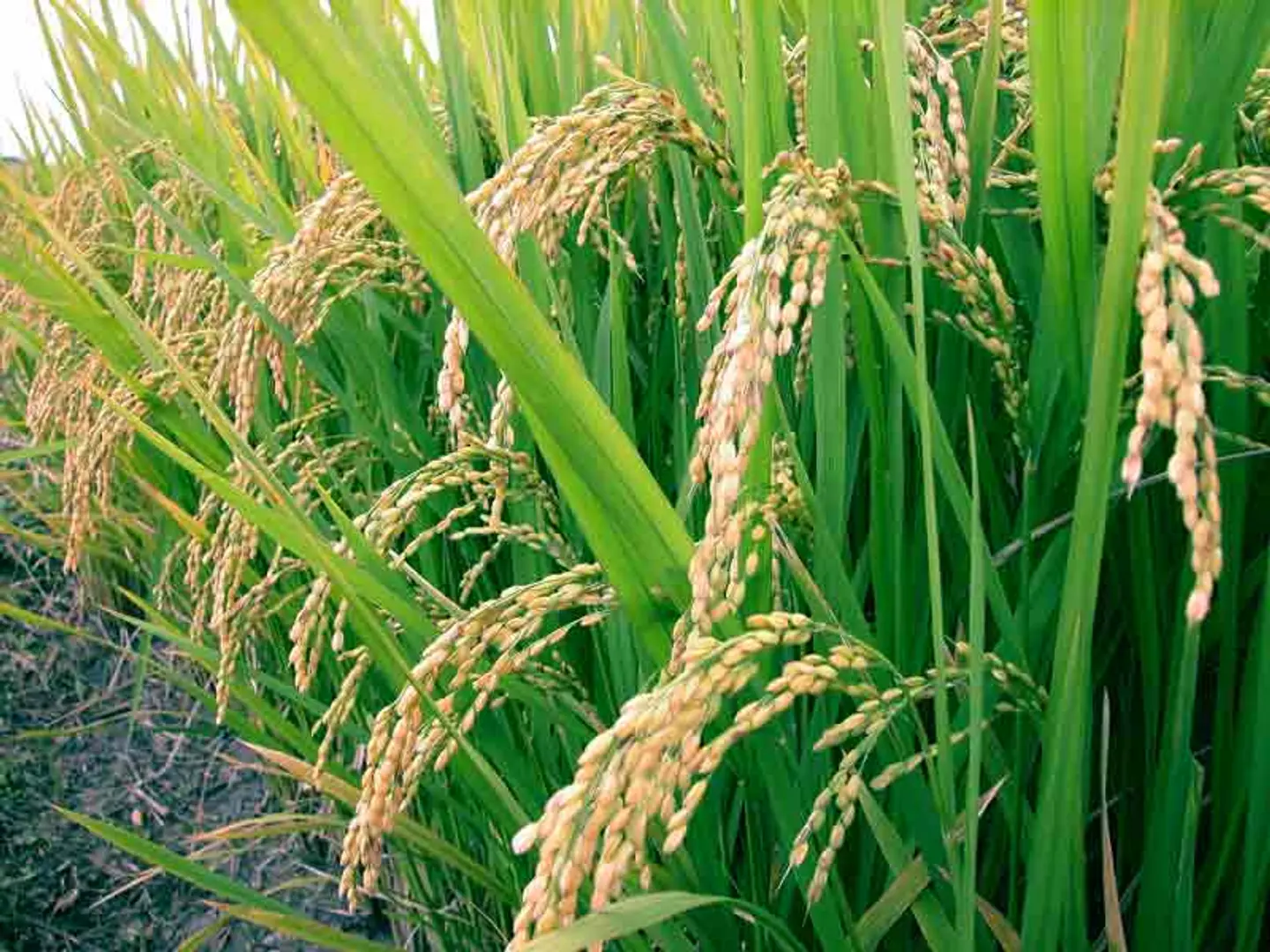“Agriculture is an ever-green sector for investment.” In Conversation with Anil Joshi, Mumbai Angels