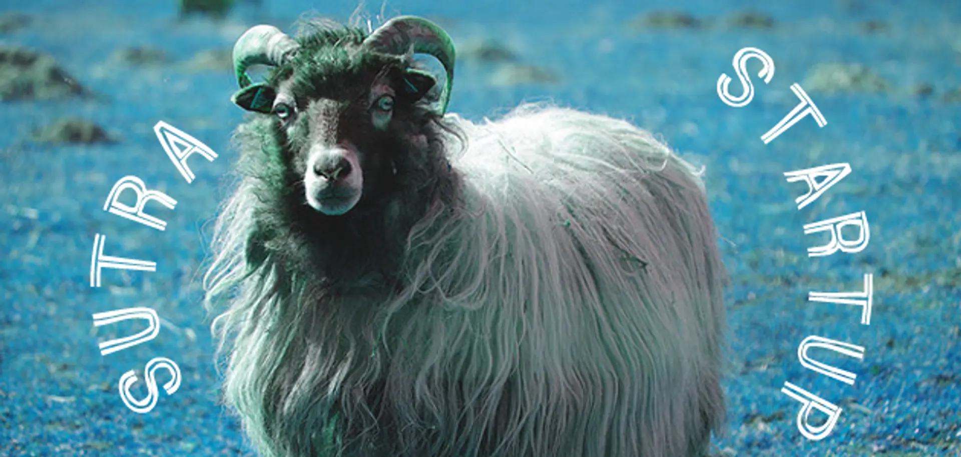 Sheep, Sutras and Startups: Three new books experiment with innovation stories
