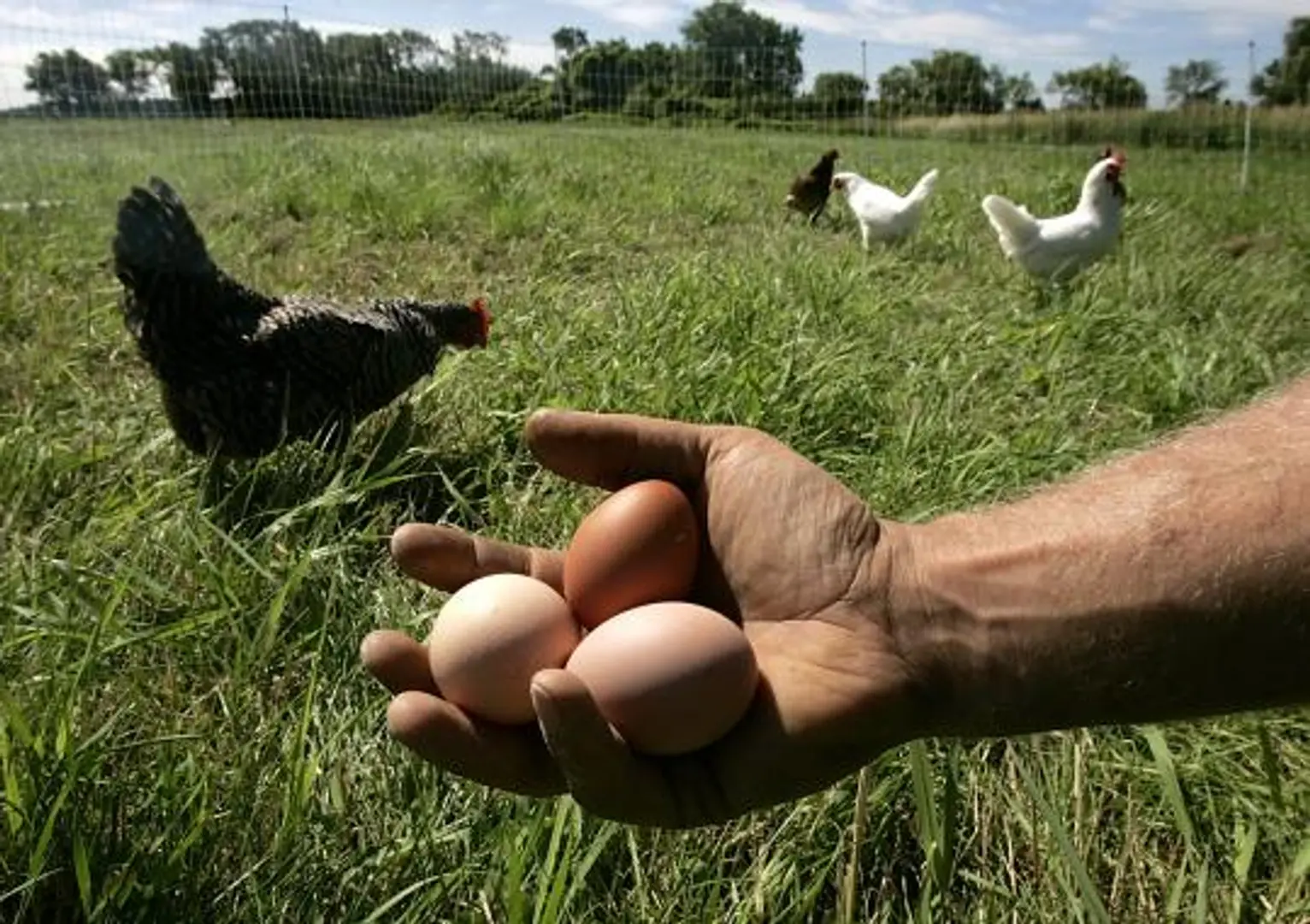 How EcoFarms changed the lives of 15,000 farmers