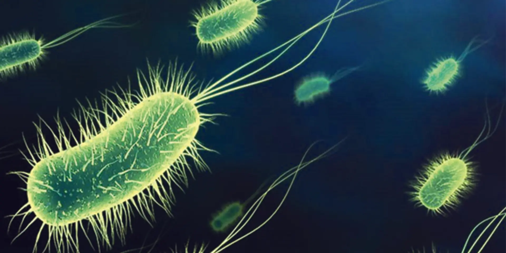 Could bacteria help save historic buildings from environmental damage?