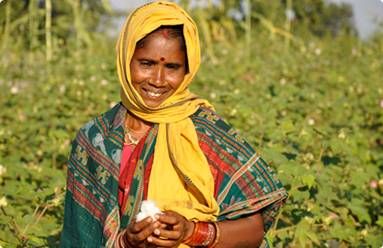 Chetna Organic: why the cotton sector should move to becoming organic