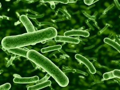 Probiotic Bacteria