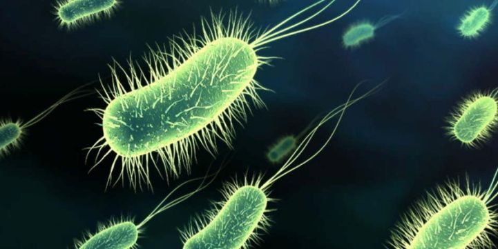 Probiotic approach to removing drain blockages