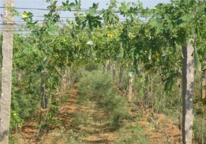 Bitter Gourd Farm