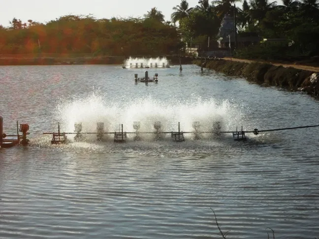 A shrimp pond