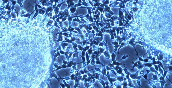 cell culture