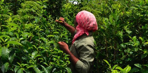 Sister’s vision spur brothers to revolutionize Nilgiris tea industry with Vijayalakshmi