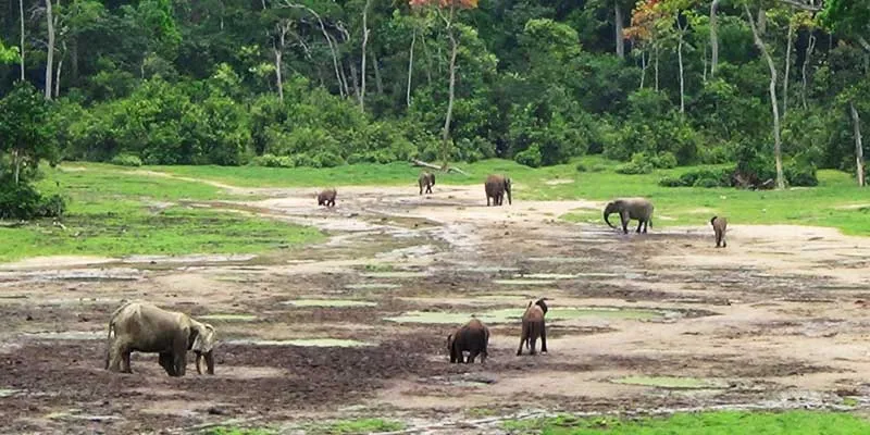 A Poaching Site where over thirty six elephants were slaughtered last year.