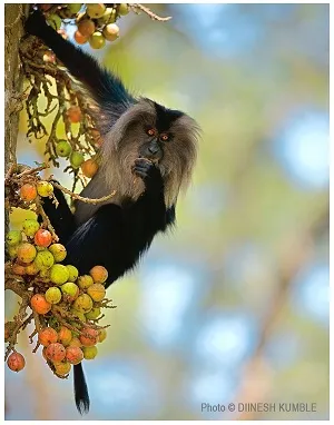Lion_Tailed_Macaque