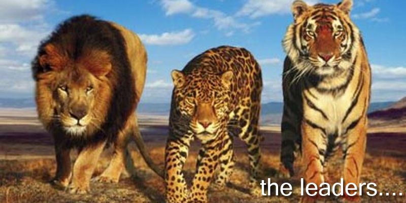 The different kinds of leaders – the Lion, the Tiger, and the Cheetah