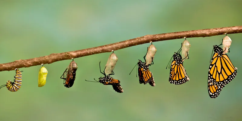life_cycle