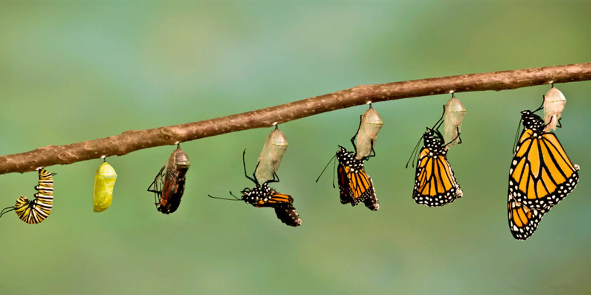 MLP vs MVP vs MSP- What to do before and after your MVP?