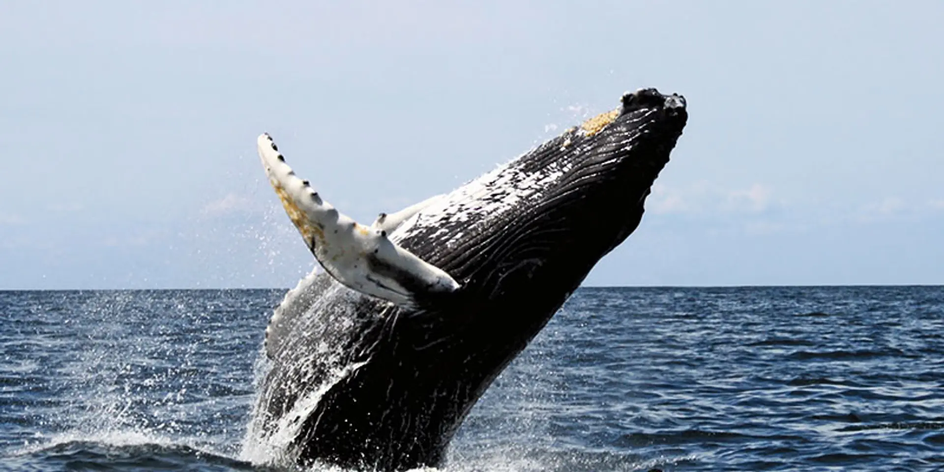 What’s your Whale Strategy?