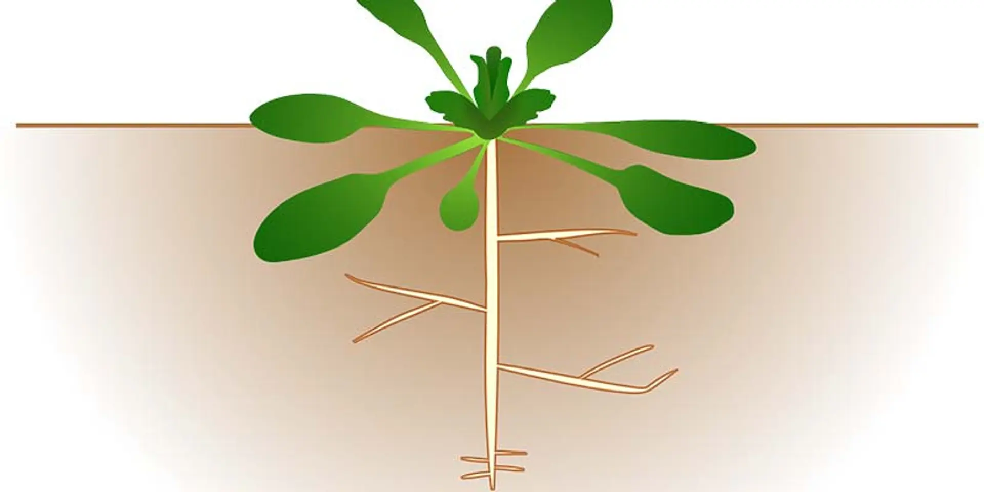 The Invisible Growth