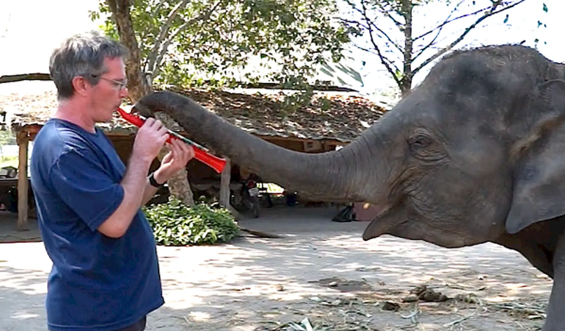 Music for elephants: How Paul Barton is apologizing to blind elephants for crimes of humanity