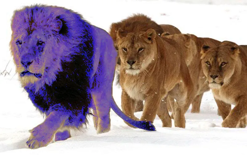 blue-lion