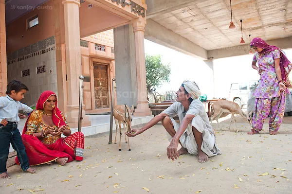 A Bishnoi feeding a chinkara in a temple in Rajasthan.