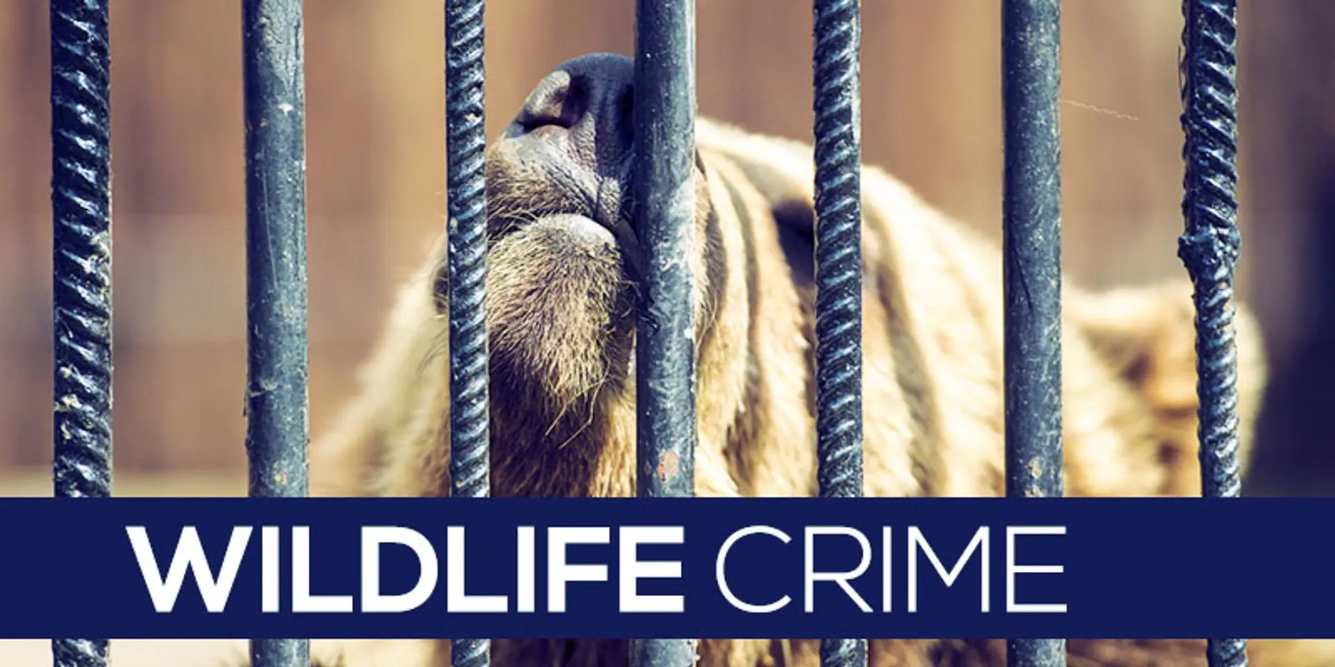 Wildlife crime and trade is under-reported and under-played
