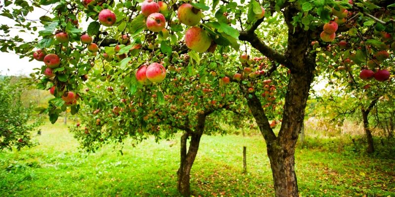 Kashmir organic apples might gain great global preference, research says