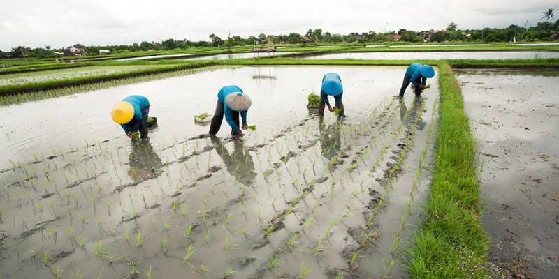 The FaaS track to reclaiming Indian agriculture