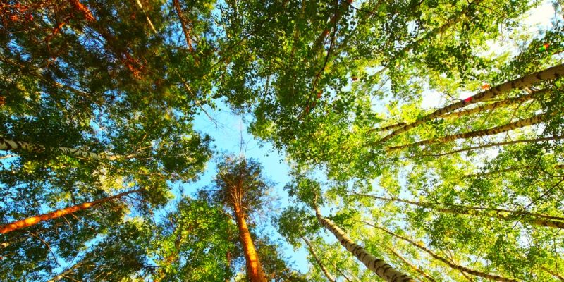 CAMPA Bill to provide Rs 35,000 crore for forest development in India