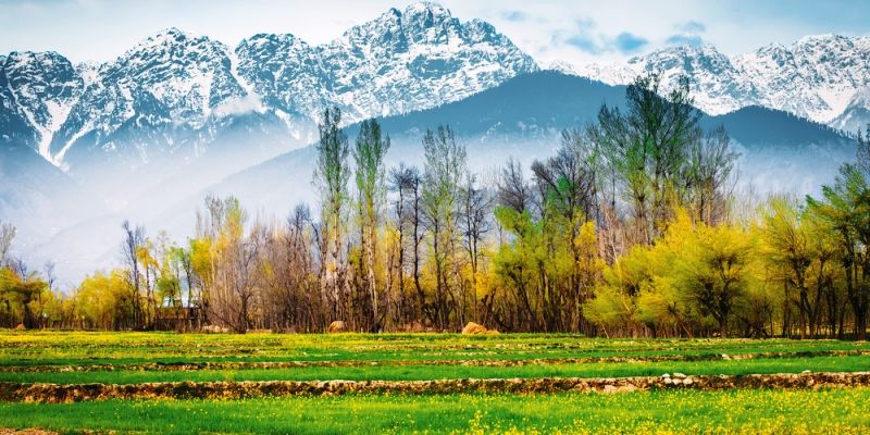 Kashmir govt to frame new forest policy to help preserve biodiversity