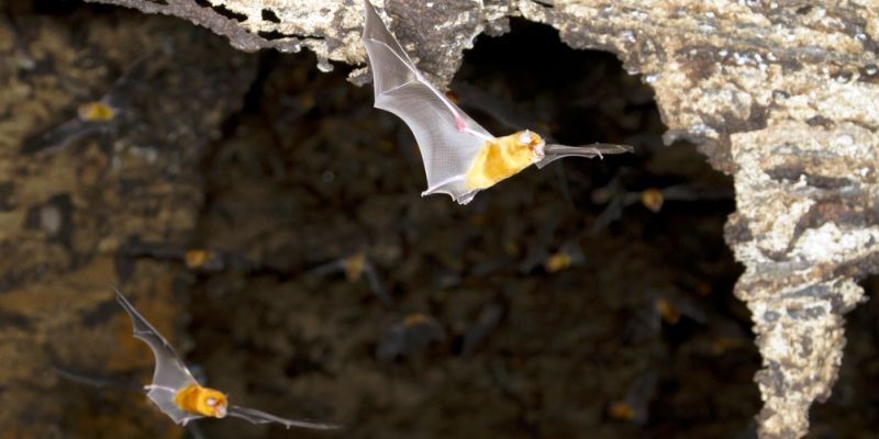 Meghalaya hamlet dedicates forest for conservation of extremely rare bats