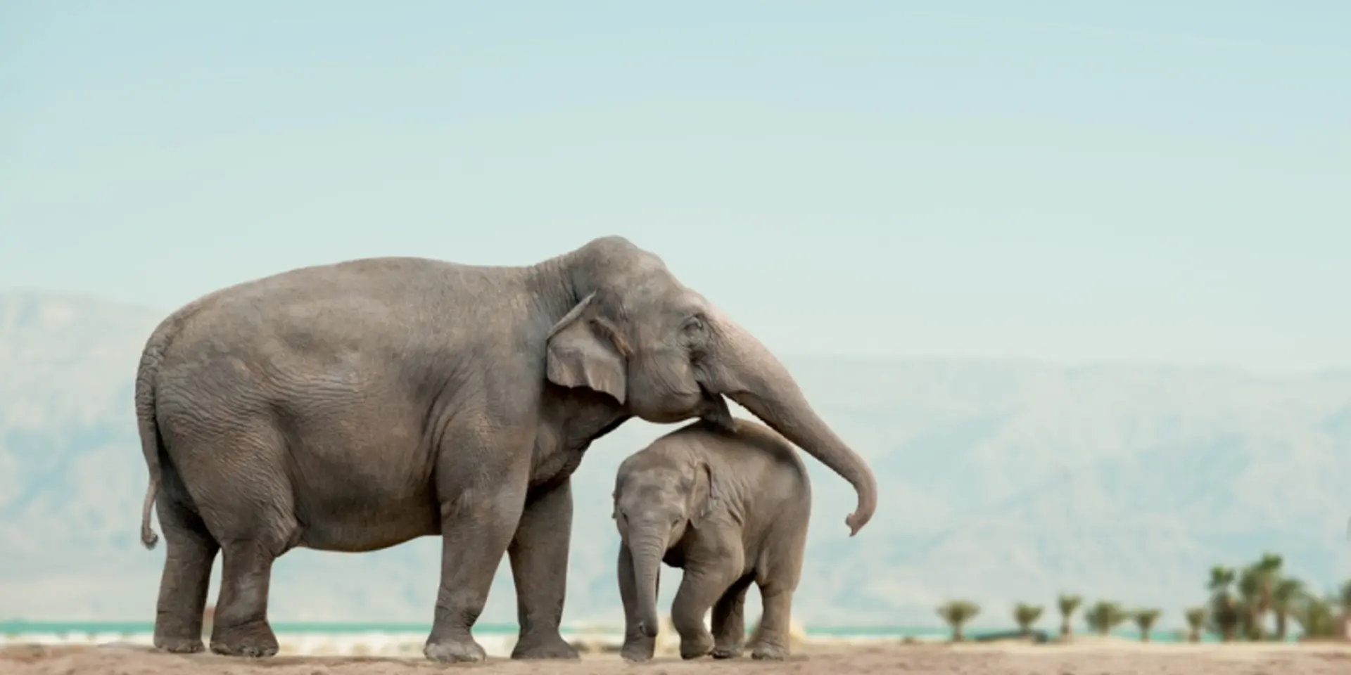 Organised inter-state gangs are behind killings of elephants in Southern India