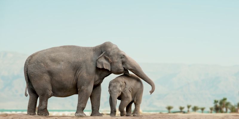 Elephant population on the rise in Odisha