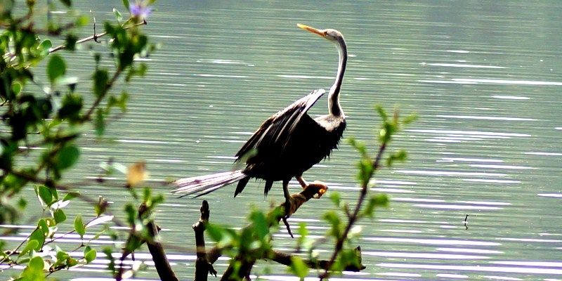 To protect the endangered species, Kerala celebrates 'Snake Bird Day'