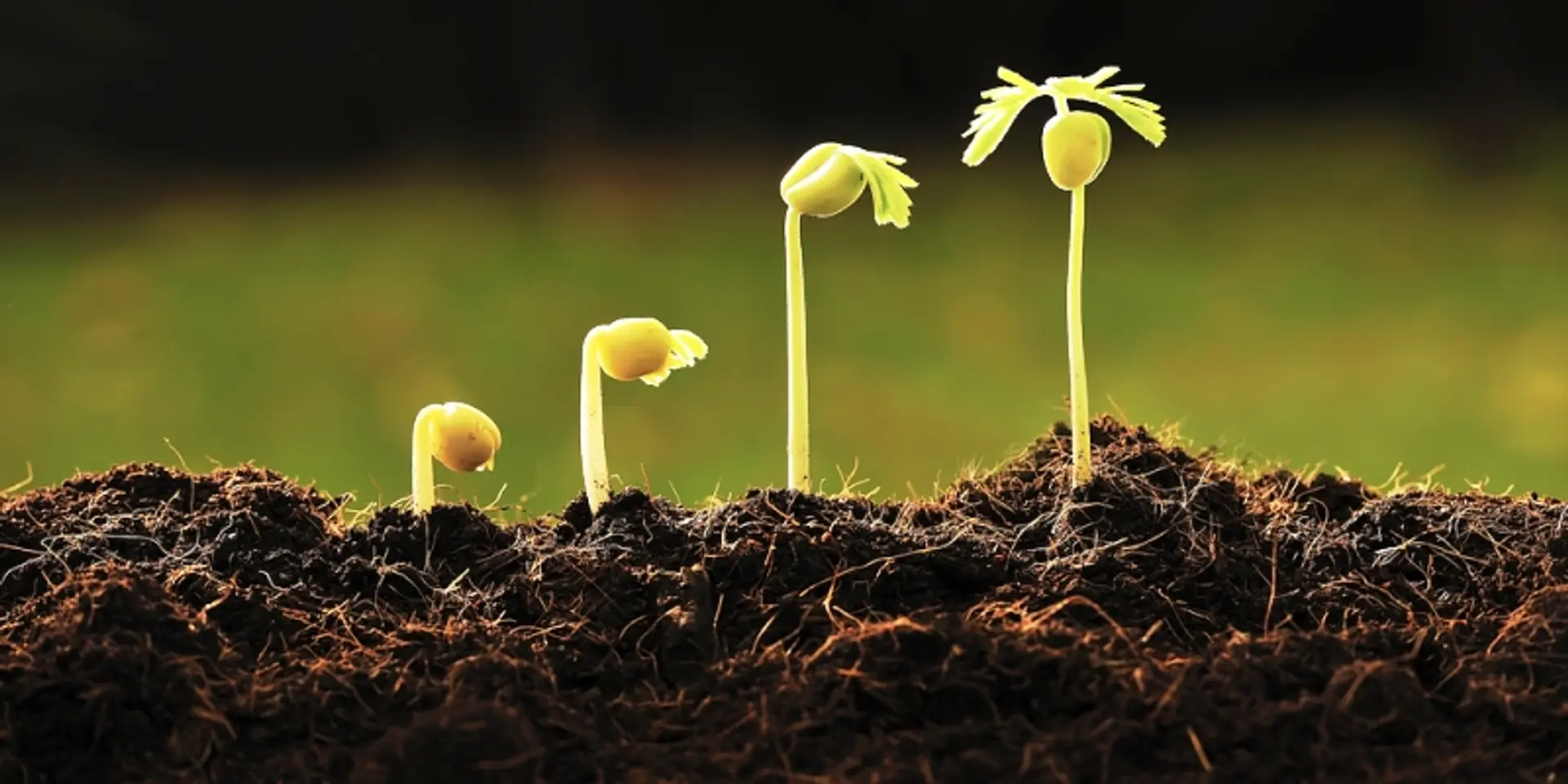 Mahindra Agri Solutions invests in e-commerce platform MeraKisan