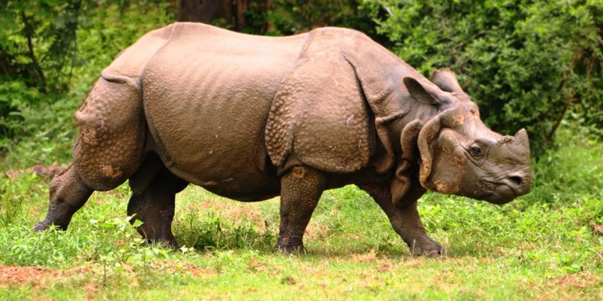 World Wildlife Day 2021: These Indian NGOs are helping preserve forests, livelihoods