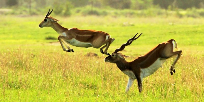 In order to protect endangered blackbucks, activists oppose power station in Odisha