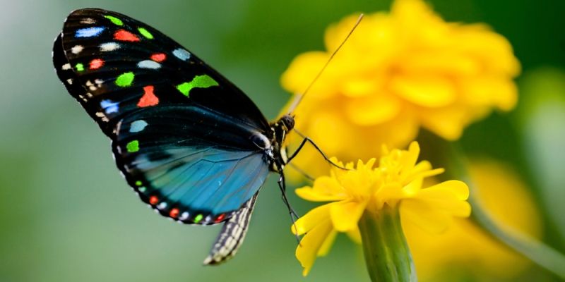 Banded Tit - Arunachal's newly discovered butterfly specie shows the state has more secrets to share