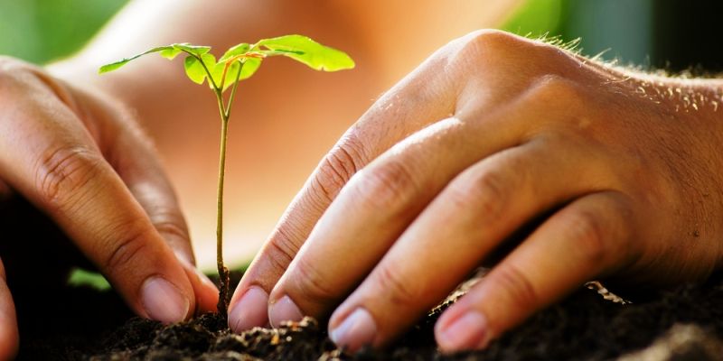 Faridabad sets record by planting over 2 lakh saplings in 3 hours